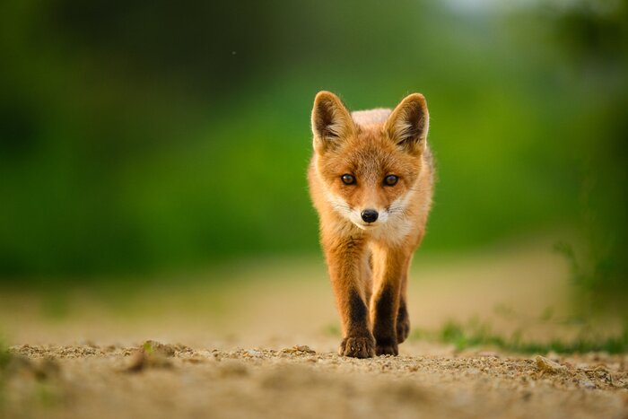 Tableau  Red fox cub , Vulpes Vulpes