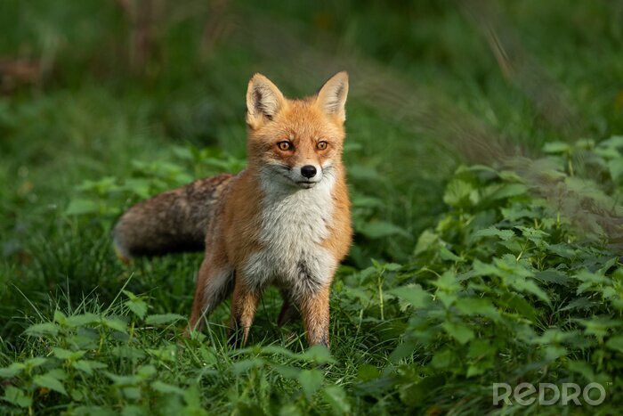 Tableau  Red fox in the forest during the autumn