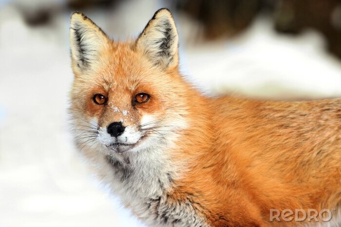 Tableau  Red Fox (Vulpes)