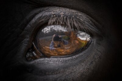 Reflet dans l'oeil du cheval