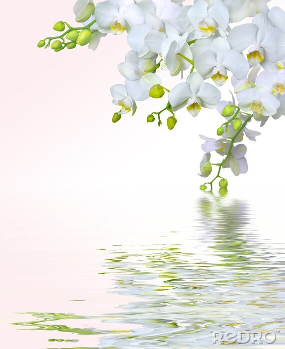 Tableau  Reflet de fleurs blanches dans l'eau