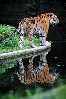 Tableau  Reflet du tigre