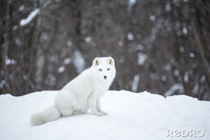Tableau  Renard arctique au nord du Québec, Canada.