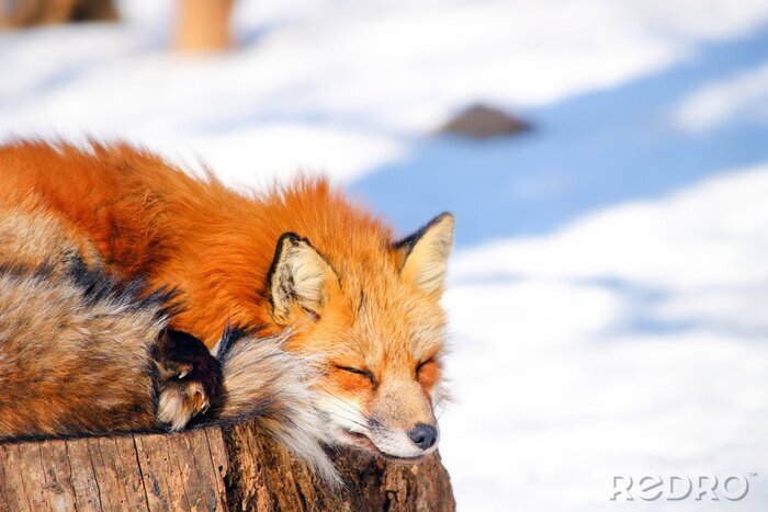 Tableau  renard roux endormi dans la neige de l'hiver