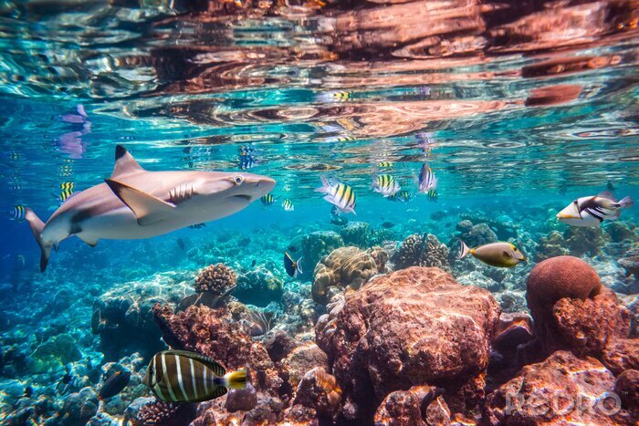 Tableau  Requins, poissons et récifs coralliens