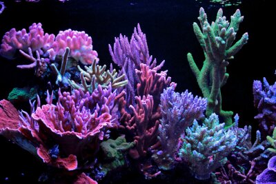 Tableau  Réservoir d'aquarium de rêve en corail