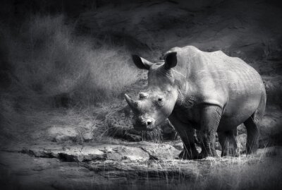 Tableau  Rhinocéros en gris
