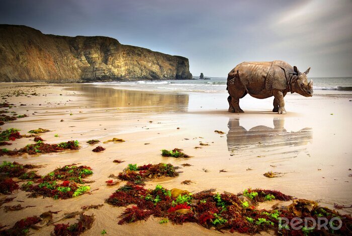 Tableau  Rhinocéros sur la plage