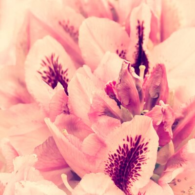 Tableau  Rhododendron Vintage