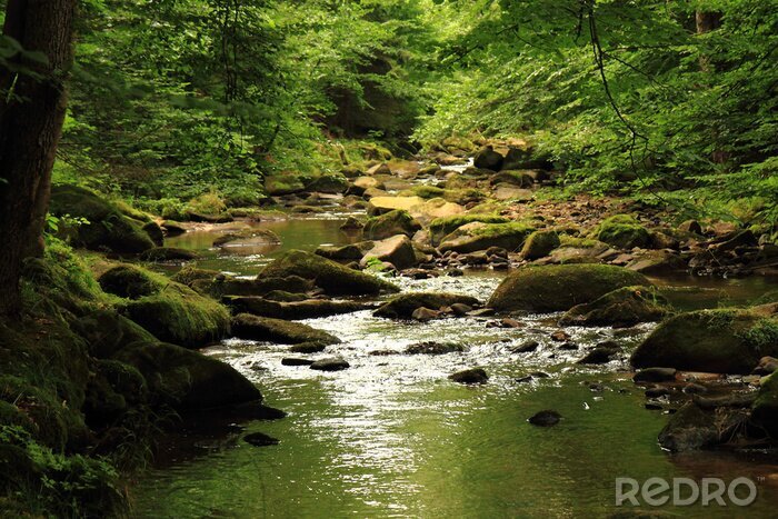 Tableau  rivière dans la forêt