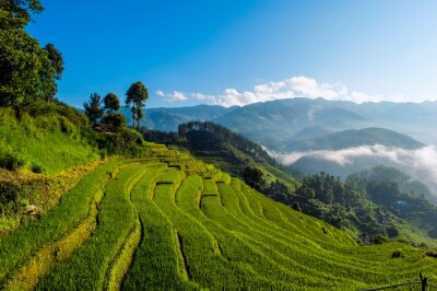 Tableau  Rizières en terrasse, province de Yen Bai, Vietnam