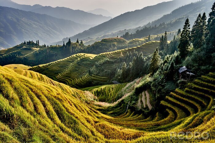 Tableau  rizières en terrasses Wengjia longji Longsheng Hunan Chine