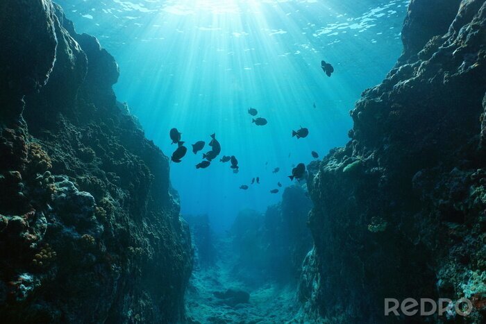 Tableau  Roches et récif corallien