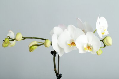 Tableau  Romantique, branche, blanc, orchidée