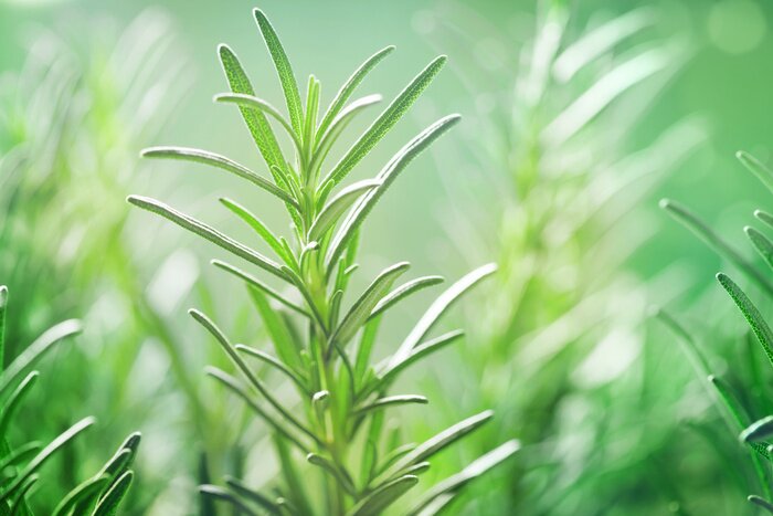 Tableau  Romarin qui pousse dans le jardin