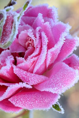 Rose aux pétales gelés