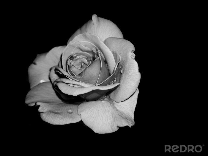Tableau  rose blanche sur fond noir
