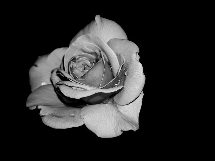 Tableau  rose blanche sur fond noir