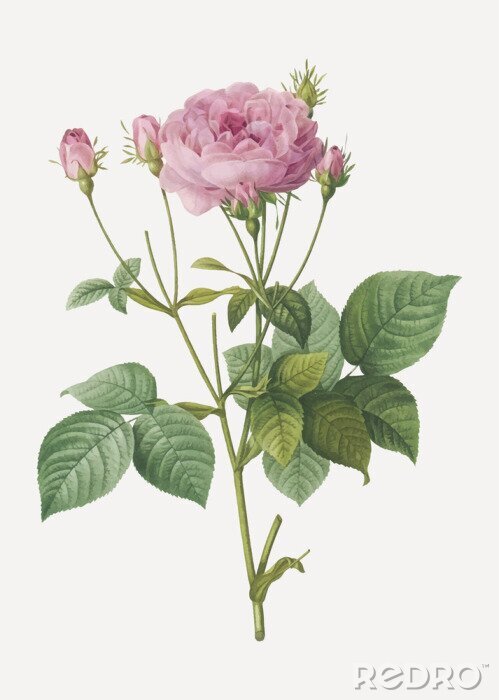 Tableau  Rose bohème rose