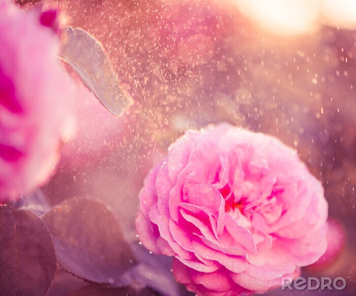Tableau  Rose de couleur rose sous la pluie