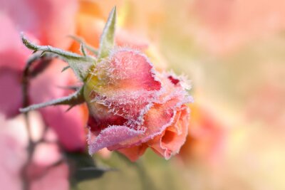 Rose de jardin gelée