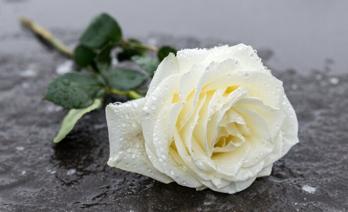 Tableau  Rose en gouttes de pluie