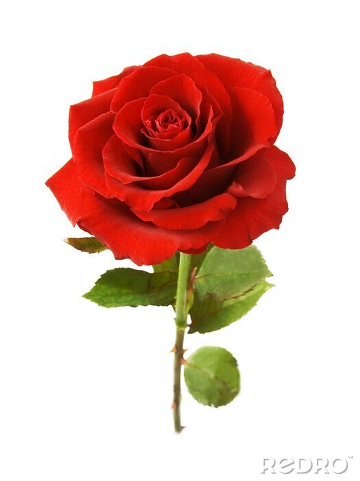 Tableau  Rose rouge avec la tige