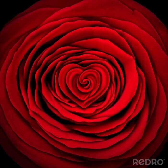 Tableau  Rose rouge sur fond noir