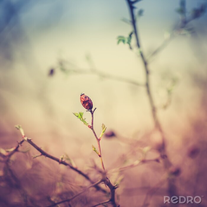 Tableau  Rose sauvage entourée par la nature