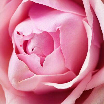 Rose tendre macro