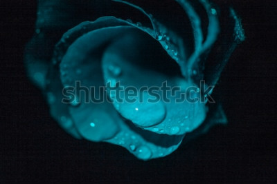 Tableau  Rose turquoise