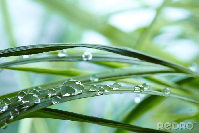 Tableau  Rosée à l'échelle macro sur de l'herbe