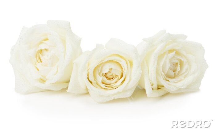 Tableau  Roses délicates aux couleurs blanches