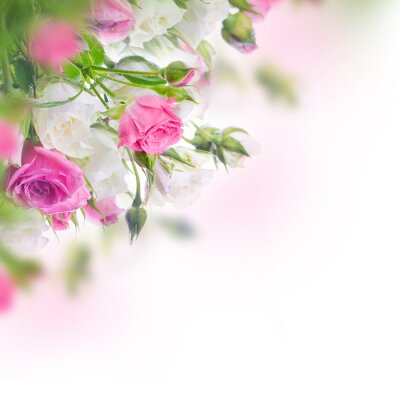 Roses en fleurs blanches et roses