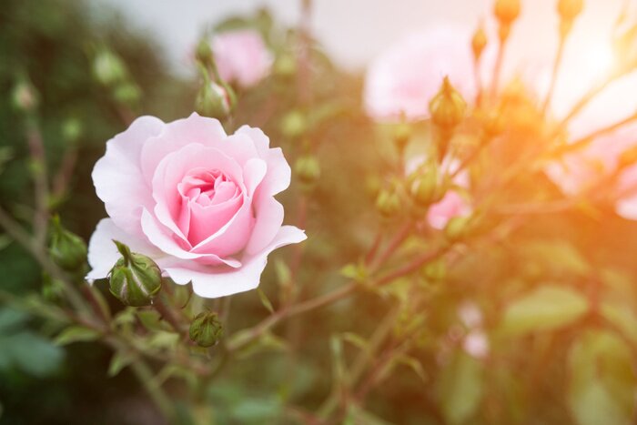 Tableau  Roses qui poussent dans le jardin