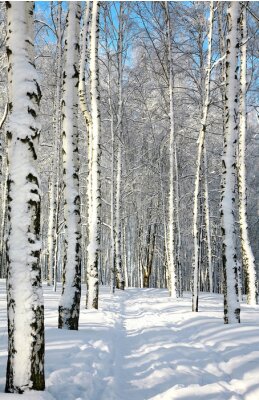 Route d'hiver à travers la forêt de bouleaux