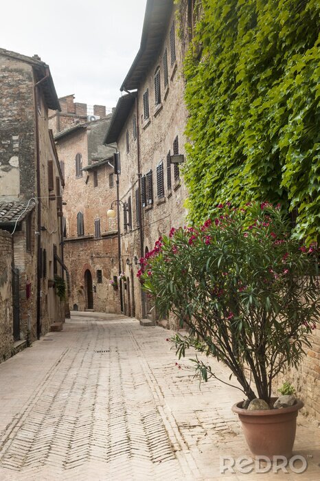 Tableau  Ruelle déserte et lierre