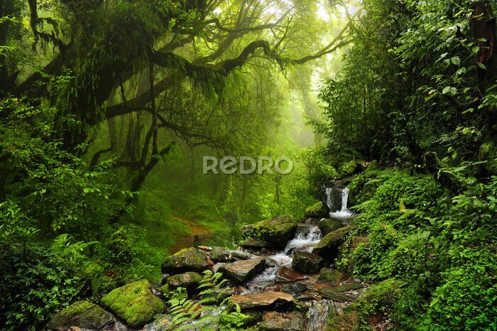 Tableau  Ruisseau de montagne dans la forêt verte