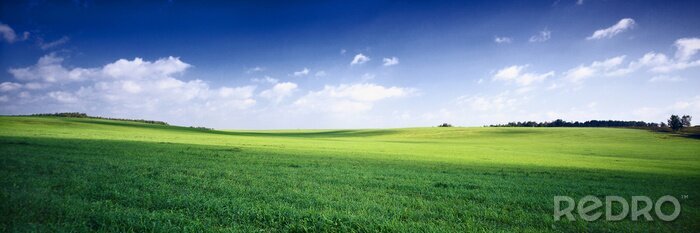 Tableau  russie paysage d'été - fileds vert, le bleu ciel et blanc c