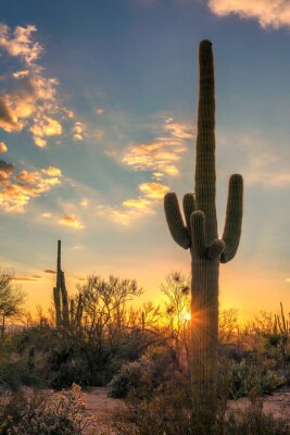 Saguaros au coucher du soleil dans le désert de Sonoran près de Phoenix, Arizona.
