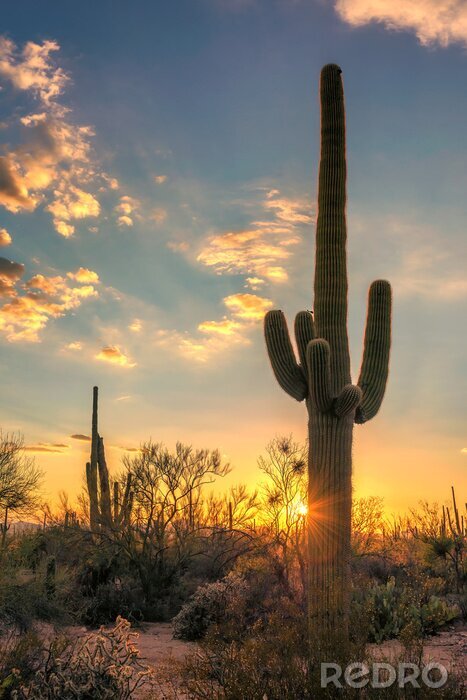 Tableau  Saguaros au coucher du soleil dans le désert de Sonoran près de Phoenix, Arizona.