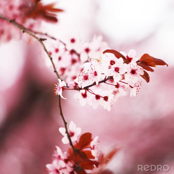 Tableau  Sakura en fleurs