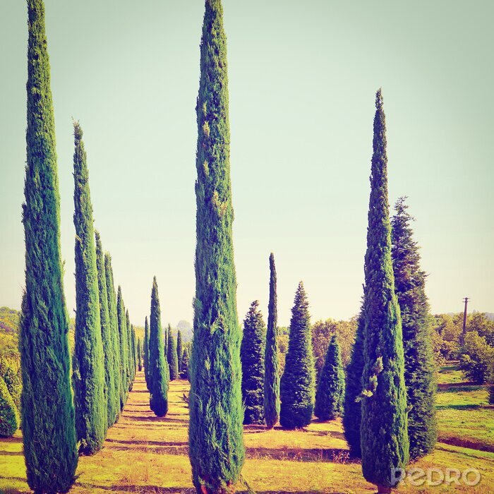 Tableau  Sapins hauts et élancés dans un style rétro