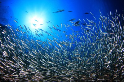 Sardines sous l'eau