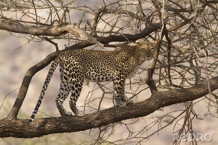 Tableau  Sauvage léopard de marche sur une branche d'arbre