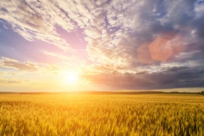 Tableau  Scene of sunset or sunrise on the field with young rye or wheat in the summer with a cloudy sky background. Landscape.