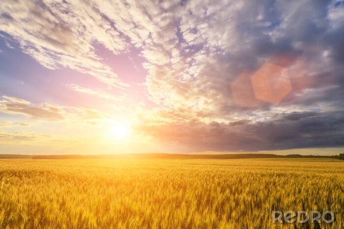 Tableau  Scene of sunset or sunrise on the field with young rye or wheat in the summer with a cloudy sky background. Landscape.