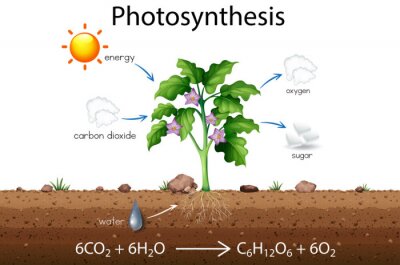 Tableau  Schéma expliquant la photosynthèse