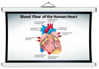 Tableau  Schéma représentant la circulation sanguine dans le corps humain