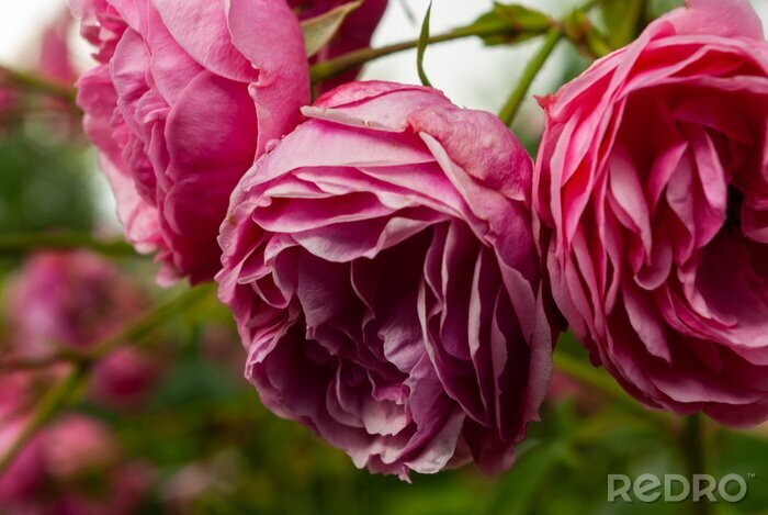 Tableau  selective focus, bright peony roses